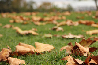 Illustration for article titled Shooting Challenge Fall Leaves Gallery 4
